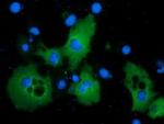 PIK3AP1 Antibody in Immunocytochemistry (ICC/IF)