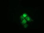 HSPA6 Antibody in Immunocytochemistry (ICC/IF)