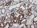 ADSL Antibody in Immunohistochemistry (Paraffin) (IHC (P))