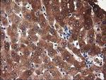 ADSL Antibody in Immunohistochemistry (Paraffin) (IHC (P))