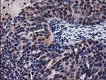 ADSL Antibody in Immunohistochemistry (Paraffin) (IHC (P))