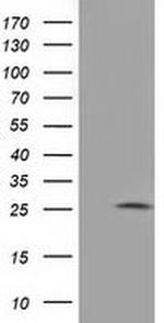 Adenylate Kinase 3 Antibody in Western Blot (WB)