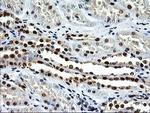 EPM2AIP1 Antibody in Immunohistochemistry (Paraffin) (IHC (P))