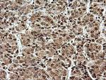 SAMHD1 Antibody in Immunohistochemistry (Paraffin) (IHC (P))