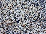 SAMHD1 Antibody in Immunohistochemistry (Paraffin) (IHC (P))