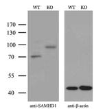 SAMHD1 Antibody in Western Blot (WB)