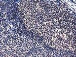 PYCRL Antibody in Immunohistochemistry (Paraffin) (IHC (P))