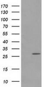 PYCRL Antibody in Western Blot (WB)