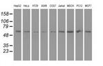 Syntrophin alpha-1 Antibody in Western Blot (WB)