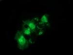 Syntrophin alpha-1 Antibody in Immunocytochemistry (ICC/IF)