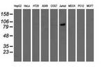 OSBPL11 Antibody in Western Blot (WB)