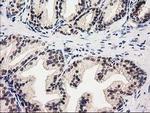 GSS Antibody in Immunohistochemistry (Paraffin) (IHC (P))