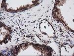 LMAN1 Antibody in Immunohistochemistry (Paraffin) (IHC (P))