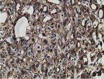 LMAN1 Antibody in Immunohistochemistry (Paraffin) (IHC (P))