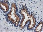 JOSD1 Antibody in Immunohistochemistry (Paraffin) (IHC (P))