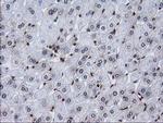 CTDSP1 Antibody in Immunohistochemistry (Paraffin) (IHC (P))