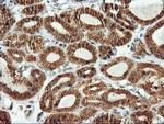 LMAN1 Antibody in Immunohistochemistry (Paraffin) (IHC (P))