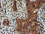 LMAN1 Antibody in Immunohistochemistry (Paraffin) (IHC (P))