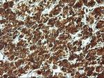 LMAN1 Antibody in Immunohistochemistry (Paraffin) (IHC (P))