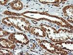 LMAN1 Antibody in Immunohistochemistry (Paraffin) (IHC (P))