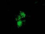 NUDT6 Antibody in Immunocytochemistry (ICC/IF)