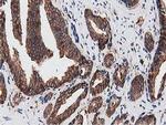 NUDT6 Antibody in Immunohistochemistry (Paraffin) (IHC (P))