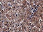 NUDT6 Antibody in Immunohistochemistry (Paraffin) (IHC (P))