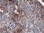 NUDT6 Antibody in Immunohistochemistry (Paraffin) (IHC (P))