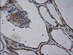 eIF4E2 Antibody in Immunohistochemistry (Paraffin) (IHC (P))