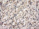 eIF4E2 Antibody in Immunohistochemistry (Paraffin) (IHC (P))