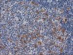 CTH Antibody in Immunohistochemistry (Paraffin) (IHC (P))