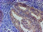 PNMA3 Antibody in Immunohistochemistry (Paraffin) (IHC (P))