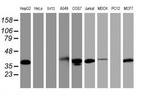 PDLIM2 Antibody in Western Blot (WB)