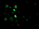 CRY2 Antibody in Immunocytochemistry (ICC/IF)