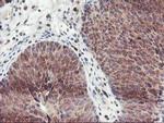 GRAP2 Antibody in Immunohistochemistry (Paraffin) (IHC (P))