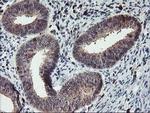 GRAP2 Antibody in Immunohistochemistry (Paraffin) (IHC (P))