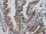 Monoacylglycerol Lipase Antibody in Immunohistochemistry (Paraffin) (IHC (P))