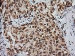 Monoacylglycerol Lipase Antibody in Immunohistochemistry (Paraffin) (IHC (P))