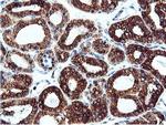 ILVBL Antibody in Immunohistochemistry (Paraffin) (IHC (P))