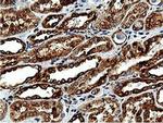 ILVBL Antibody in Immunohistochemistry (Paraffin) (IHC (P))