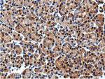 ILVBL Antibody in Immunohistochemistry (Paraffin) (IHC (P))