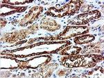 ILVBL Antibody in Immunohistochemistry (Paraffin) (IHC (P))