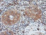 ILVBL Antibody in Immunohistochemistry (Paraffin) (IHC (P))