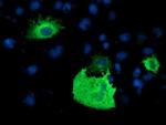 PDE1B Antibody in Immunocytochemistry (ICC/IF)