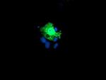 MCAK Antibody in Immunocytochemistry (ICC/IF)