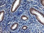 NUDT9 Antibody in Immunohistochemistry (Paraffin) (IHC (P))