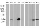 Latexin Antibody in Western Blot (WB)