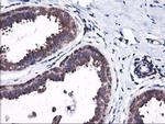 Heme oxygenase 2 Antibody in Immunohistochemistry (Paraffin) (IHC (P))