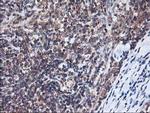 Heme oxygenase 2 Antibody in Immunohistochemistry (Paraffin) (IHC (P))