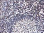 Heme oxygenase 2 Antibody in Immunohistochemistry (Paraffin) (IHC (P))